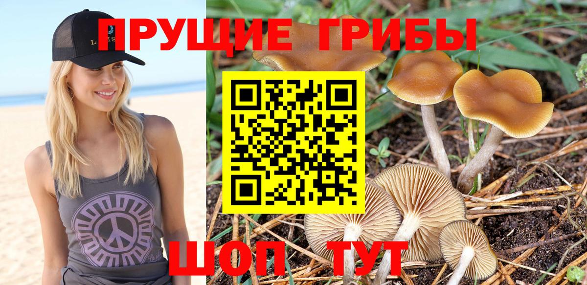 Новороссийск  Псилоцибиновые грибы MAGIC MUSHROOMS  Псилоцибиновые грибы GOLDEN TEACHER  Вход с VPN 